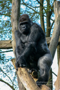 Burgers Zoo