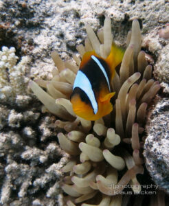 Clownfisch