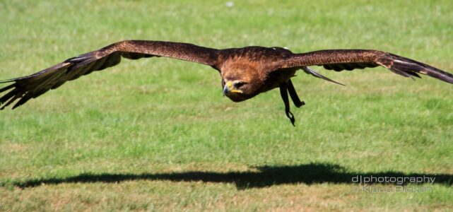 Kasteeltuinen Arcen Greifvogel