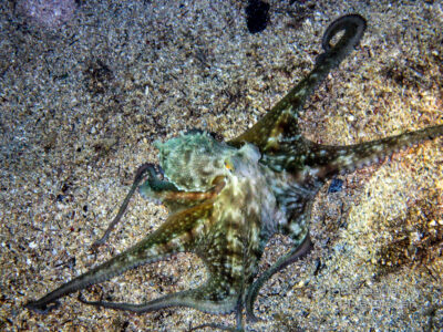 Oktopus - Gozo