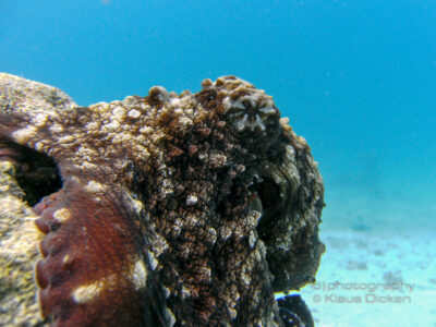Oktopus - Rotes Meer