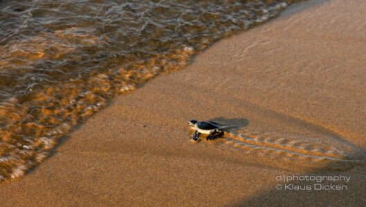 Turtle Project - Zypern
